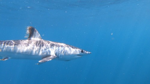 Shortfin Mako Shark