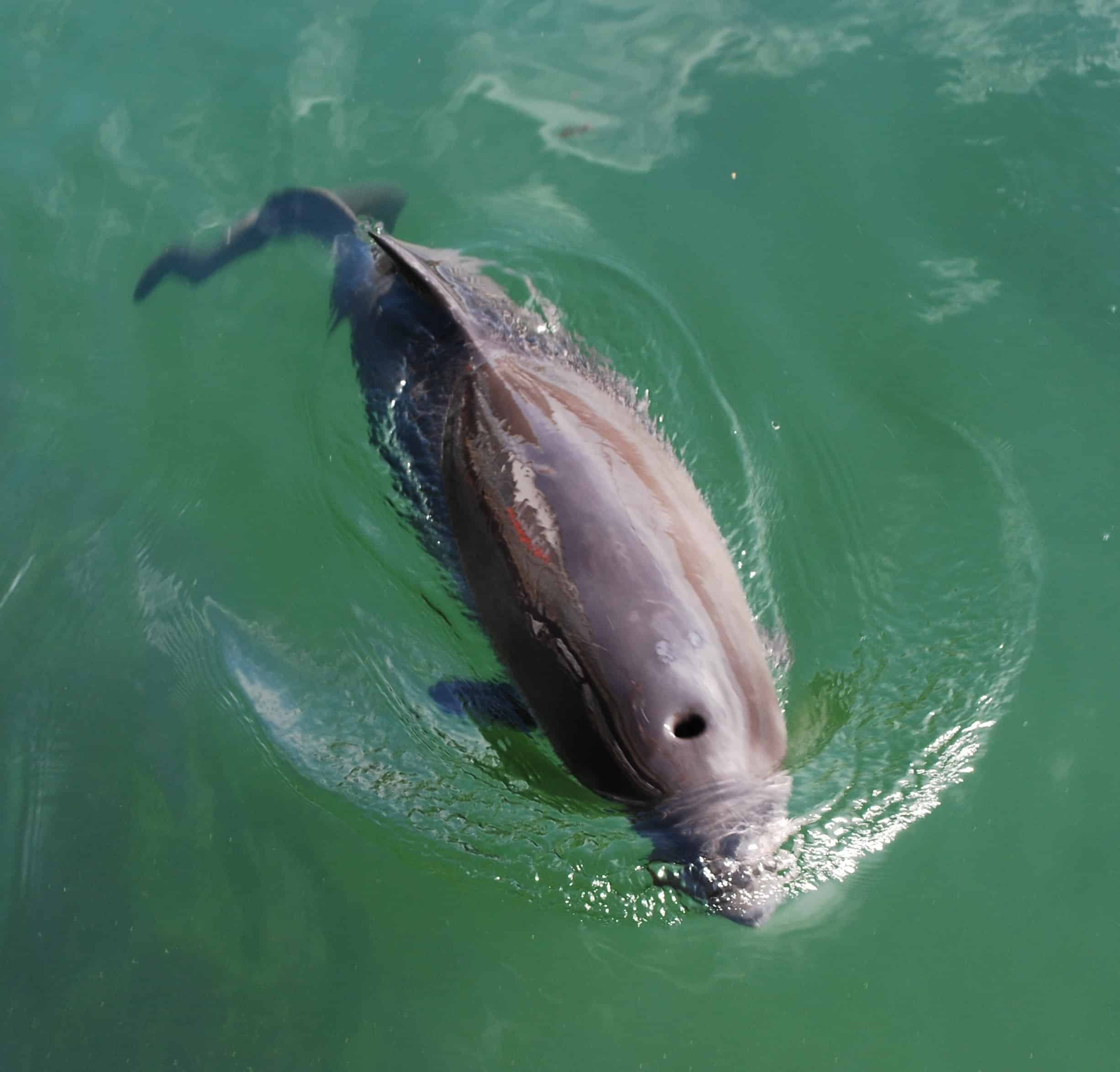 Harbour Porpoise LRT