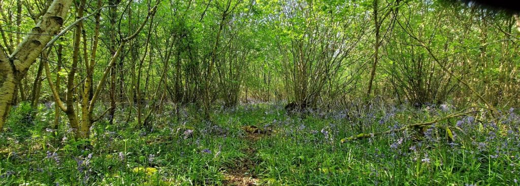 A hazel tree coppice and bluebells
