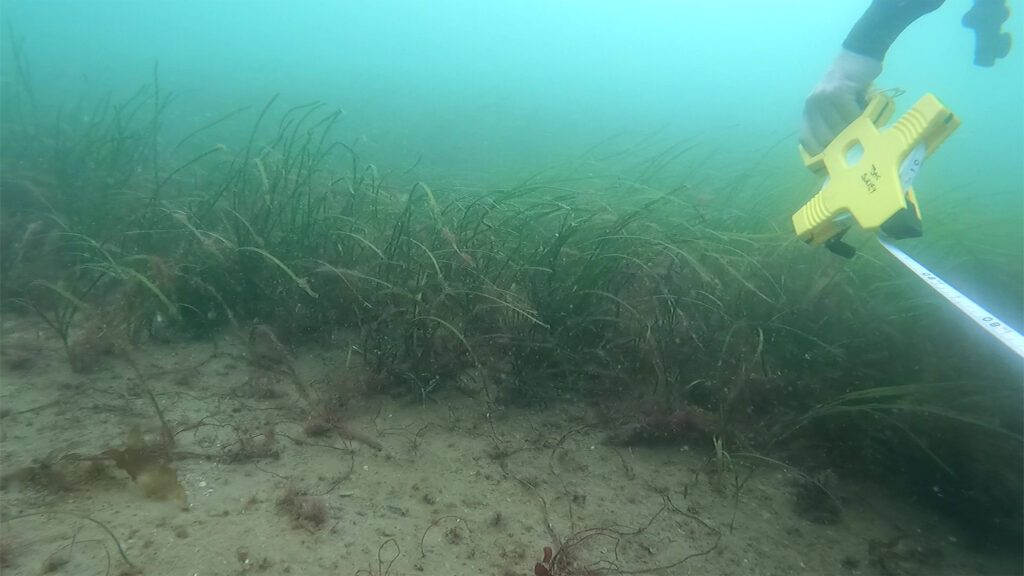 Seagrass