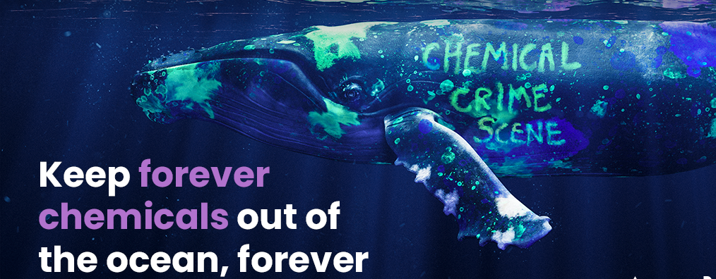 Supporting the Marine Conservation Society’s Big Give Green Match Fund Appeal 