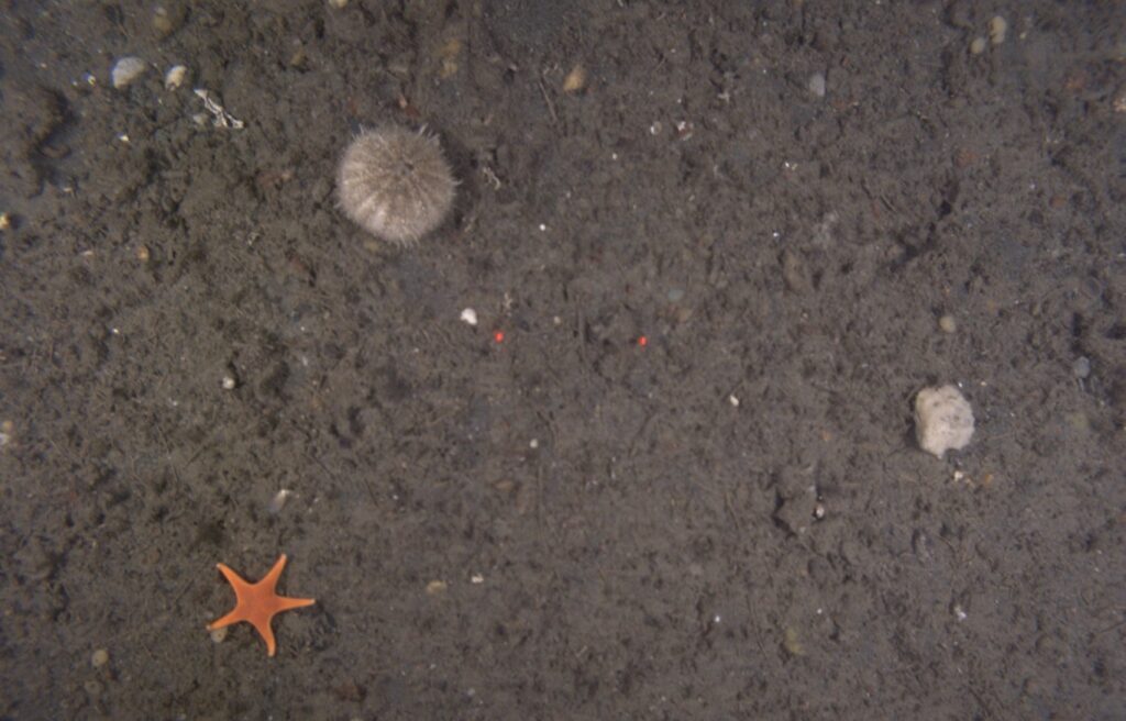 Overhead view of a sea urchin, starfish, and two red laser dots on a dark, muddy seabed.