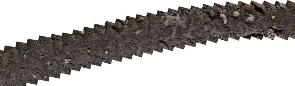 A diagonal strip of dark seabed with starfish, sea urchins, sponges, and coral-like structures.